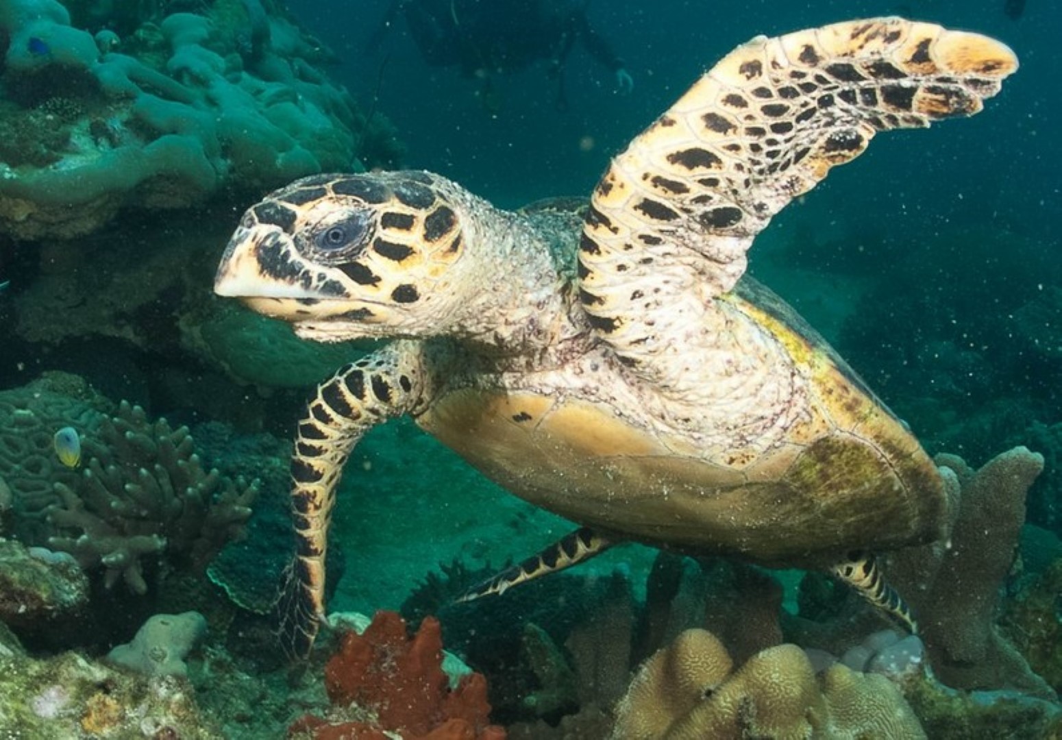 NOSY SAKATIA and the green sea turtles.