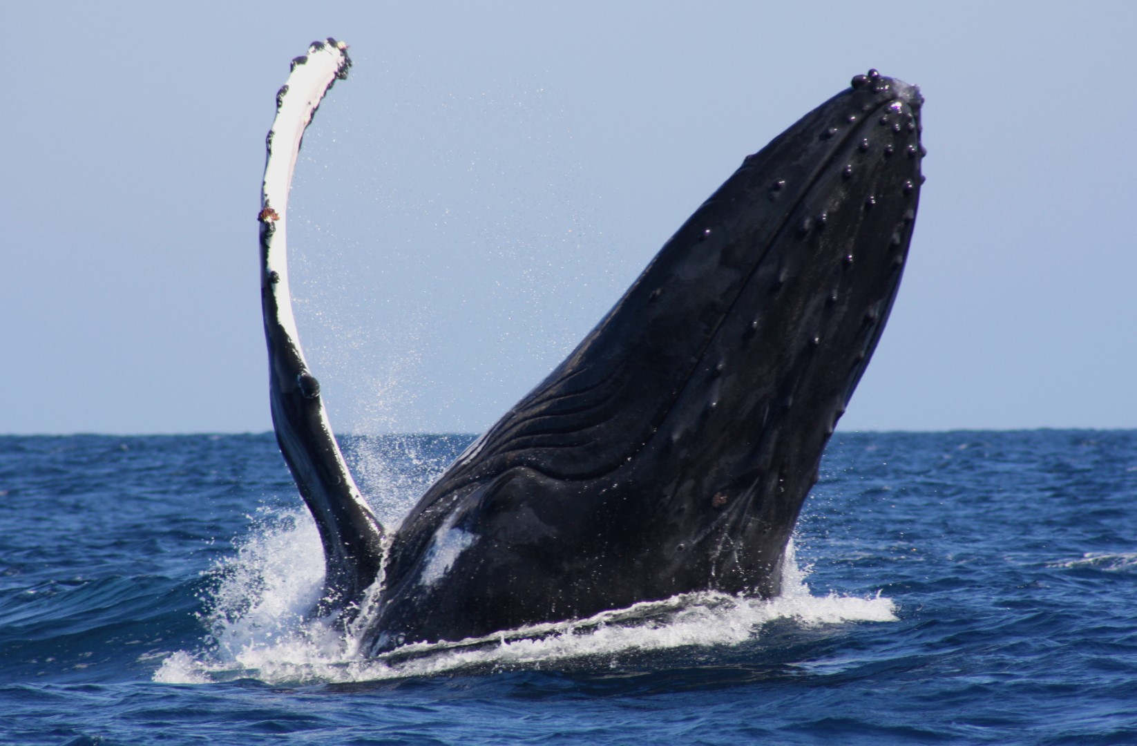 OBSERVATION DES BALEINES