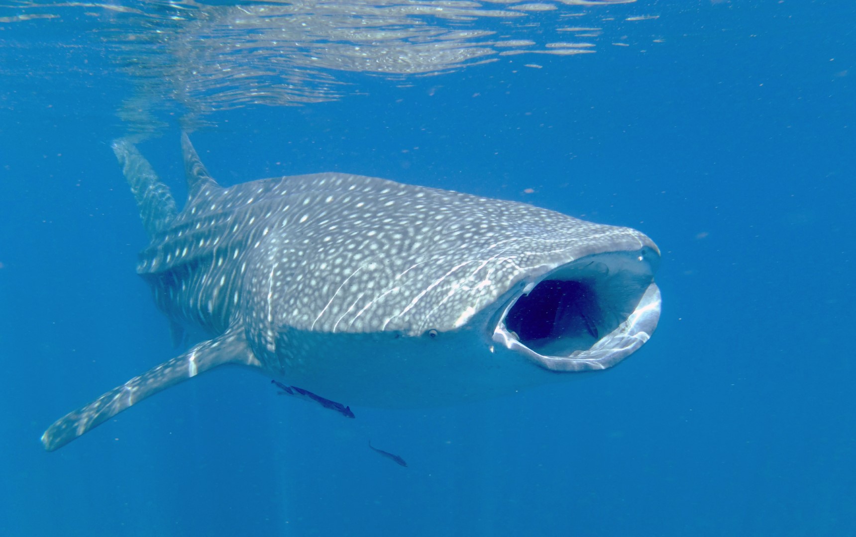 LE PLUS GROS POISSON DU MONDE